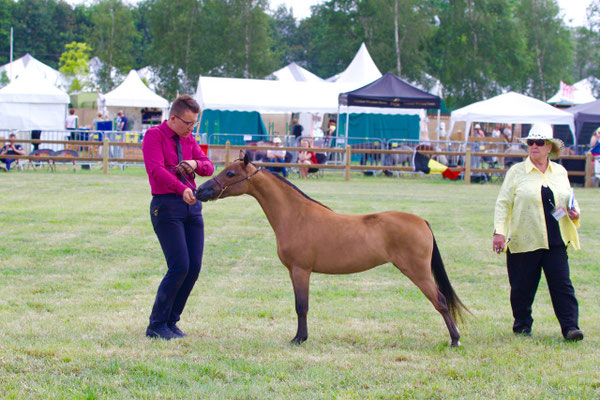 Reserve Grand Champion Mare