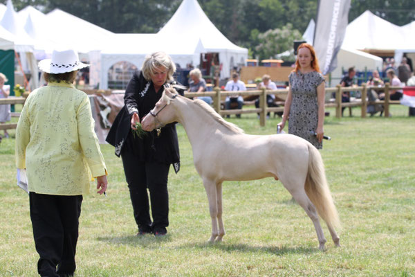Grand Champion Stallion