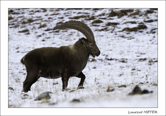 randonnée raquette autour de Briançon ( photo : Laurent Meyer )  