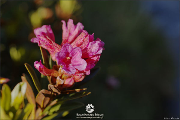 Fleurs de rhododendron