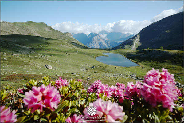 Rhododendron et lac de la Barre