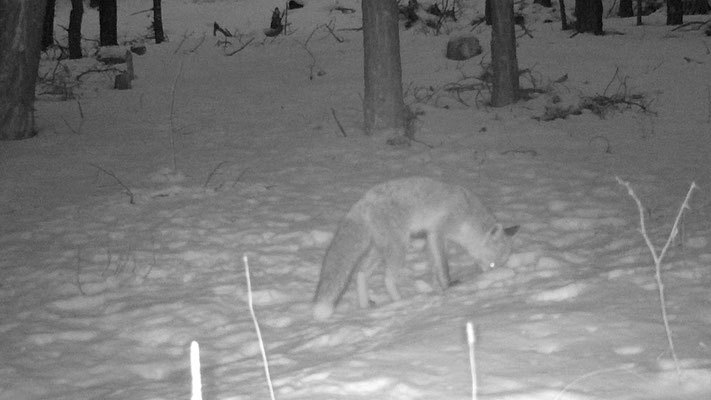 renard randonnée raquette briançon serre chevalier