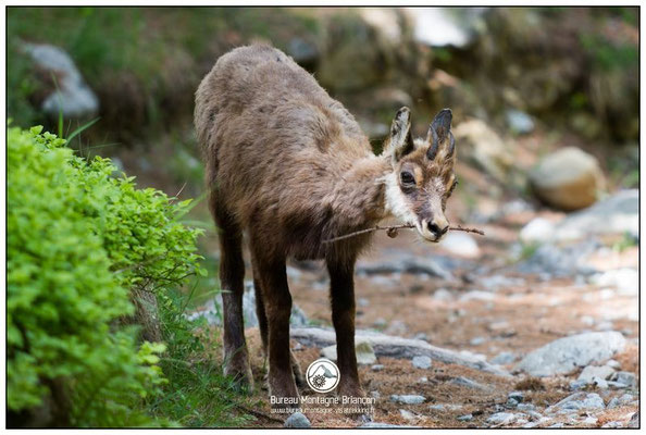 chamois randonnée briançon