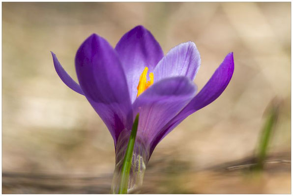 randonnée fleur de montagne 