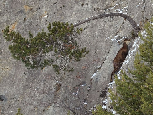 chamois montagne serre chevalier