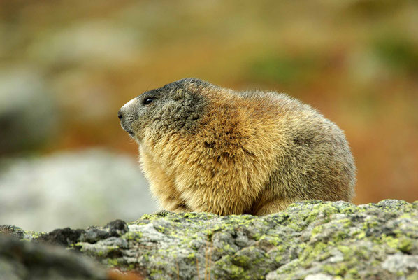 randonnée marmotte briançon serre chevalier