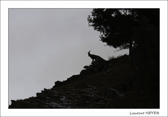 randonnée raquette autour de Briançon ( photo : Laurent Meyer )  