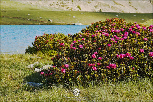 Rhododendrons au lac de l'Oule 