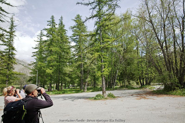 ornithologie parc national des écrins