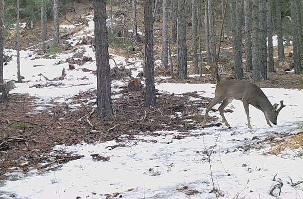 chevreuil randonnée raquette briançon serre chevalier