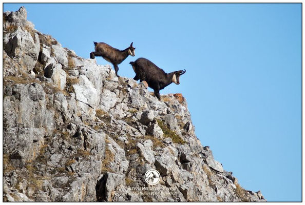 serre chevalier chamois 