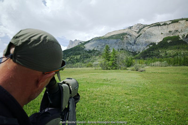 ornithologie serre chevalier oiseau montagne