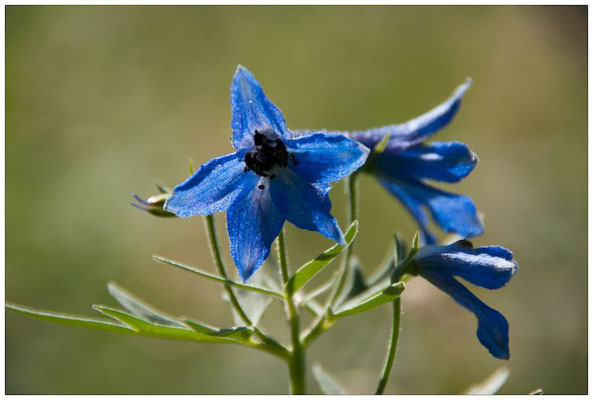 sortie fleurs de montagne Briançon