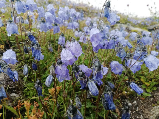 Furkapass - Blumen und Regen - 2429m