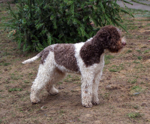 Curly Coats Lagotto Romagnolo Rassebeschreibung Curly Coats Lagotto Romagnolo Zuchter Des Italienischen Wasserhundes