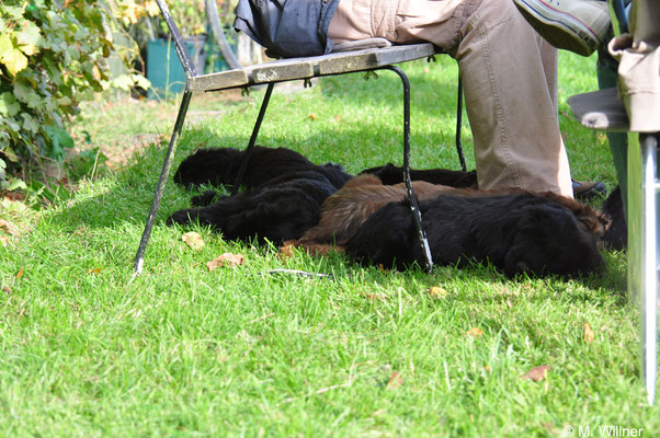 Schläfchen in der Sonne