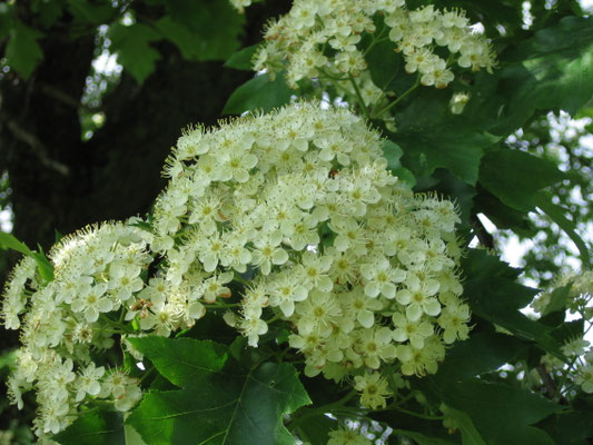 Elsbeere Konigin Der Wildfruchte