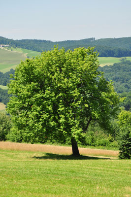 Elsbeere Konigin Der Wildfruchte
