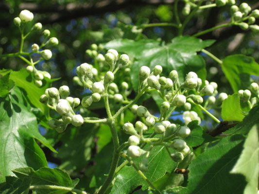 Elsbeere Konigin Der Wildfruchte