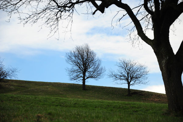 Elsbeere Konigin Der Wildfruchte