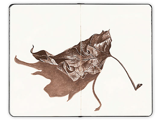 Herbst – Verwelktes Blatt 1, Sepia-Stifte auf Papier, A5