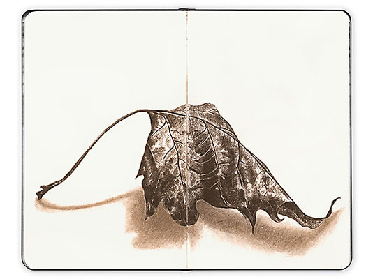 Herbst – Verwelktes Blatt 3, Sepia-Stifte auf Papier, A5