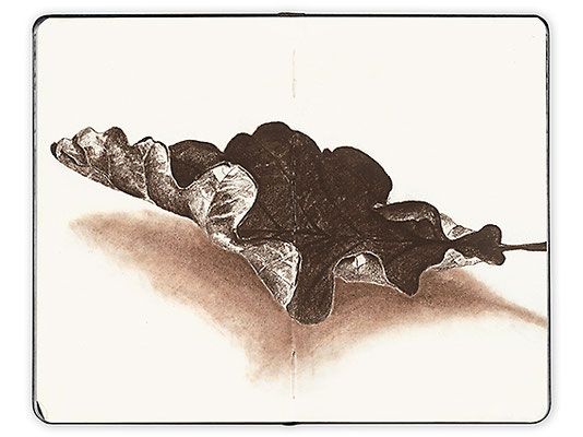 Herbst – Verwelktes Blatt 2, Sepia-Stifte auf Papier, A5
