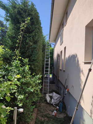 Eine sechs Meter hohe Hecke, mittels Leiter und langer Heckenscheren führen wir den Heckenschnitt schnell und effizient durch.