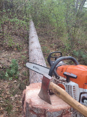 Im Wald machen Rodungen richtig Spaß und wir lernen viel dazu.