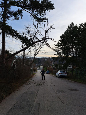 Sturmschaden Behebung. Der Baum musste Fixiert und Stück für Stück gerodet werden.