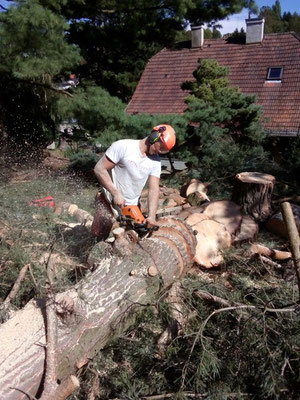 Selbstverständlich schneiden wir Ihren Baum nach der Rodung in kleine Scheiben.
