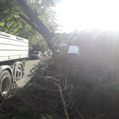 Bei großen Rodungen ist stets unser Lkw zur Stelle.