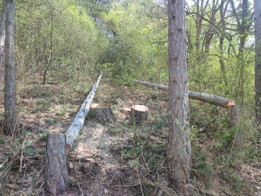 Rodungen in einem steilen Waldstück in Klosterneuburg.
