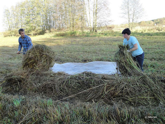 Als Zugabe ein guter Hektar Pfeifengraswiese - Foto: Petra Sell