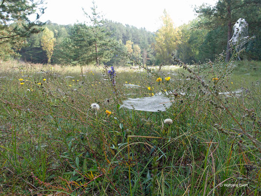 Wiesenaspekt am Trebelberg - Foto: W. Ewert