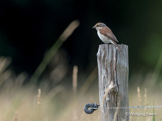 Ein Neuntöterweibchen als Zaungast - Foto: W. Ewert