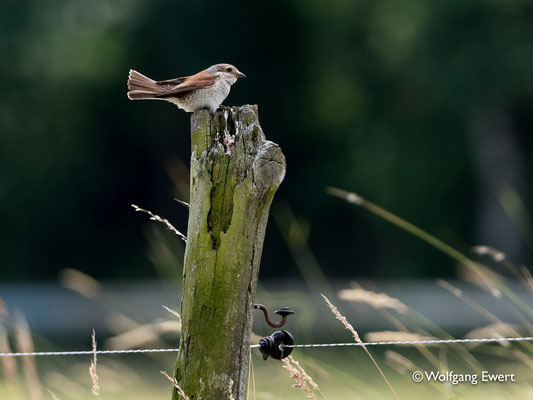 Ein Neuntöterweibchen als Zaungast - Foto: W. Ewert