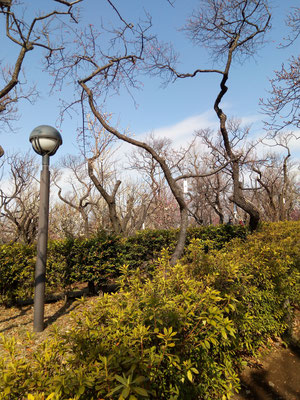 ２０１８年２月１１日（祝日）建国記念の日　羽根木公園　せたがや梅まつり