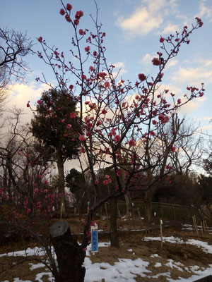２０１８年１月２６日（金）羽根木公園　梅の開花