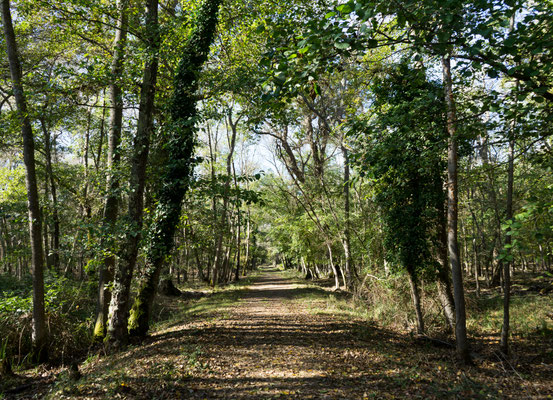 I sentieri alberati di San Rossore