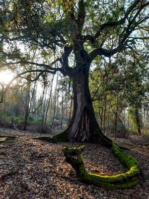 UN "guardiano" della Tenuta