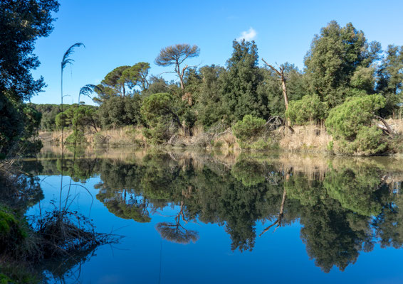 I riflessi della vegetazione su fiume Morto Nuovo