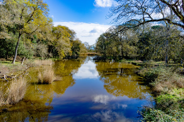 L'ambiente palustre di fiume Morto Vecchio
