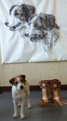 erste Ausstellung in der Jugendklasse, Jugendsiegerin bester Junghund BOS