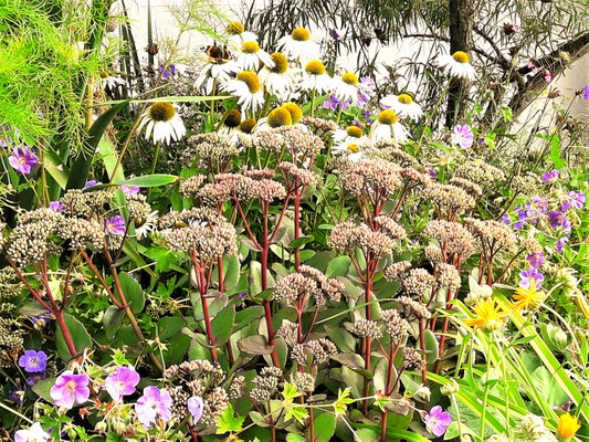 Gartenpflege Pflanzen Naturgarten Baumpflege Stauden Würzburg