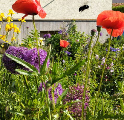 Gartenpflege Pflanzen Naturgarten Baumpflege Stauden Würzburg