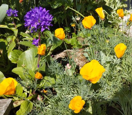 Gartenpflege Pflanzen Naturgarten Baumpflege Stauden Würzburg