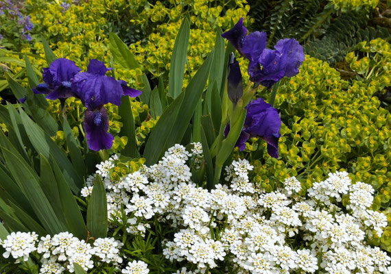 Gartenpflege Pflanzen Naturgarten Baumpflege Stauden Würzburg