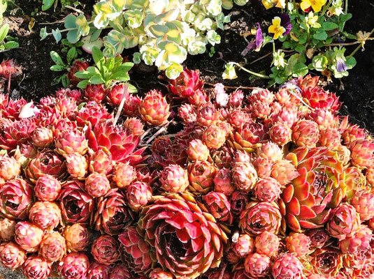 Gartenpflege Pflanzen Naturgarten Baumpflege Stauden Würzburg