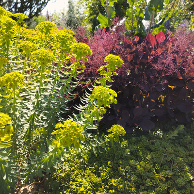 Gartenpflege Pflanzen Naturgarten Baumpflege Stauden Würzburg